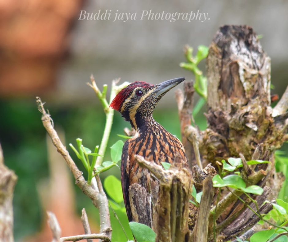 Bird Watching Diaries by Buddhi Jaya – Kalametiya Sri Lanka
